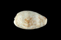 藏品(愛龍寶螺)的圖片